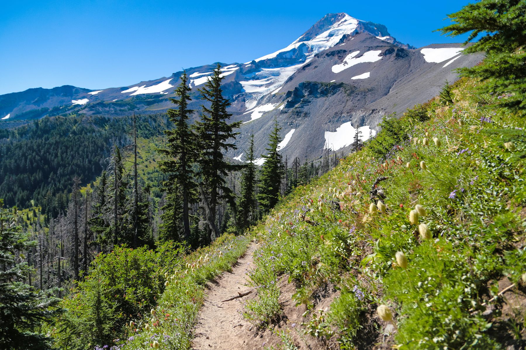 mt hood on section of timberline trail, OR